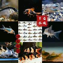 Panda Mouse Coffee Pepper White Black Gold Liquid Rat Clean Landfish Tool Watch Tropical Fish