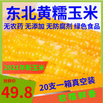 Frozen yellow glutinous corn 20 Sweet glutinous corn breakfast Northeast sticky yellow corn cob meal replacement childrens vacuum pack