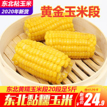 New fresh fresh northeast sticky corn section Sweet glutinous corn sticky waxy corn cob sweet non-GMO