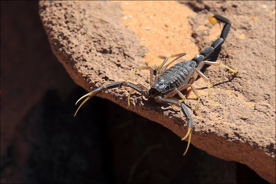 (0 0 25)Jordan Tungsten Gold Smooth-tailed Scorpion Leiurus jordanensis 2L