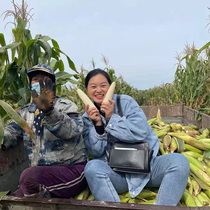 Heilongjiang 2021 fresh sticky waxy corn vacuum packaging sweet waxy corn White 8 roots