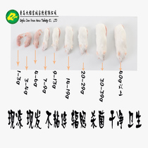  Sterile quick-frozen single mouse pet feed Crawling pet feed Cat food Frozen milk mouse red skin white frost adult