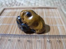 Nine-eyed Shale Stone Eyes Stone-Golden Toad