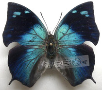 New Memphis glauce Nymphalidae specimen Original butterfly unspread wing True butterfly specimen