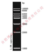 1kb DNA Marker Scientific experimental nucleic acid molecular weight standard with ticket 50T (2 5 0 μl) 100T