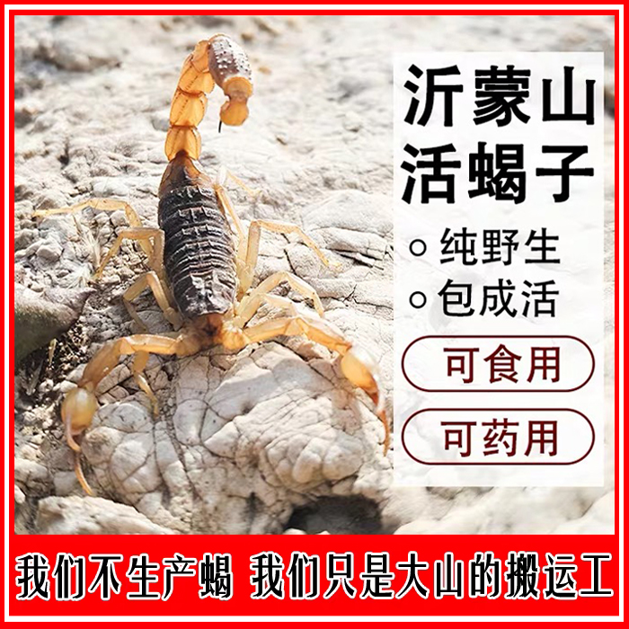 Scorpion live animals Authentic Yimeng Mountain live insects full of scorpion soup Chinese medicine wine Scorpion fried edible super scorpion