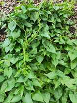 Chicken Shit Vines Fresh Wild Chicken Yvine Small Leafy Chicken Shit Field Smelly Vines Vines Chicken Shit Rattan 500g
