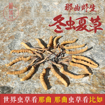 Tibet Nyingchi physical store source acquisition of authentic Naqu Biru County Cordyceps gift box Cordyceps 1g
