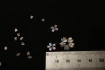 Luotian cherry petals carved lacquerware lacquer art petals inlaid DIY material black lacquer