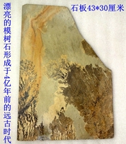 Natural strange stone ornamental stone silicified wood tree tree fossil specimen 1609