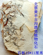 Strange stone natural rough ornament ornamental tree fossil rare yellow half Jigou beautiful plant squid grass fossil 1899