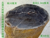 North ticket natural stone ornamental stone ammonites tree fossilized Jade silicified wood tree fossil with tree scar boutique small tree Pier 1780