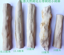 Tree tree stone paleontology ammonites plant leaves swallow mold tree stone silicified wood tree fossil small tree Rod 2502