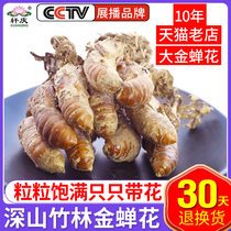 5 bottles]Cicada flower wild cicada flower Chinese herbal medicine Cicada flower cordyceps powder spore powder Golden silkworm flower Zhizihua non-500g