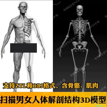 zbrush人体解剖模型-zbrush人体解剖模型促销价格、zbrush人体解剖模型