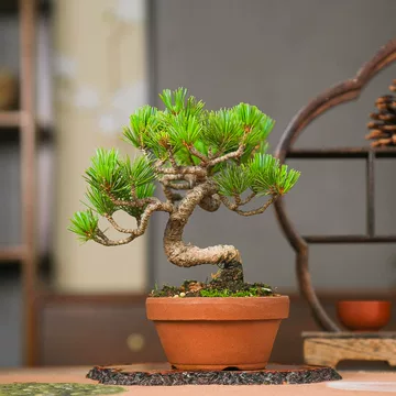 精品五针松-精品五针松促销价格、精品五针松品牌- 淘宝
