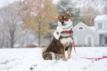 A customized Japanese fabric chai dog winter Christmas round neck plush walled neck warm Tang straw chai dog scarf