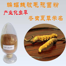 Cordyceps sinensis powder Cordyceps sinensis powder 250g
