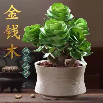 老桩多肉植物-老桩多肉植物促销价格、老桩多肉植物品牌- 淘宝