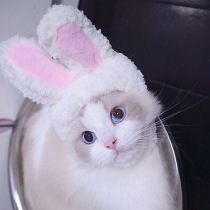 Cute rabbit ears cat headgear rabbit pet hat dog small dog funny headgear cat photo