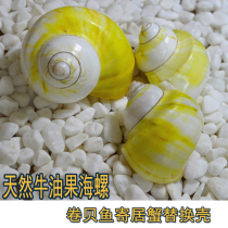 Natural conch shell avocado snail hermit crab replacement shell cats eye snail aquarium decoration DIY fish tank landscape