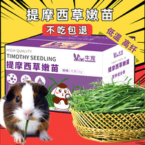2022 Bull darling boutique drying ti Moshe grass tender hair heavy 1kg whole leaves South Tiguinea pig rabbit grass grain