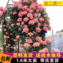 1 6 m of the month of the month of