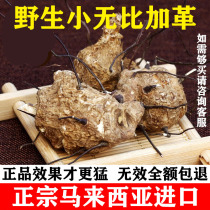 Malaysian authentic gubijaga wild 500g small incomparable leather male nourishing soak wine