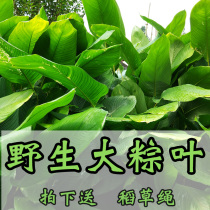 Guangxi specialty wild rice dumpling leaves 40 free mail fresh and natural big winter leaves are now picked and sent rice dumpling leaves and leaves