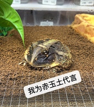 Horned frog mud horned frog mat particle soil amphibious frog mud climbing pet box yellow green horn frog non-cow mat