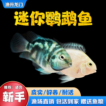 Mini parrot fish living freshwater treasure blue and white gold parrot fish Samlake Cixi small tropical watching fish seedlings