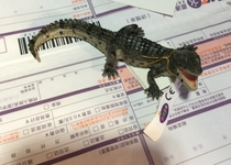 Pet Little Crocodile Cub Miao Children Simulation Animal Toys Cognitive Crawl Amphibious Plastic