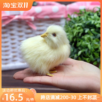 Simulation of calling chicken doll childrens toys fake chicken cute animal cognitive ornaments creative toy model chicken