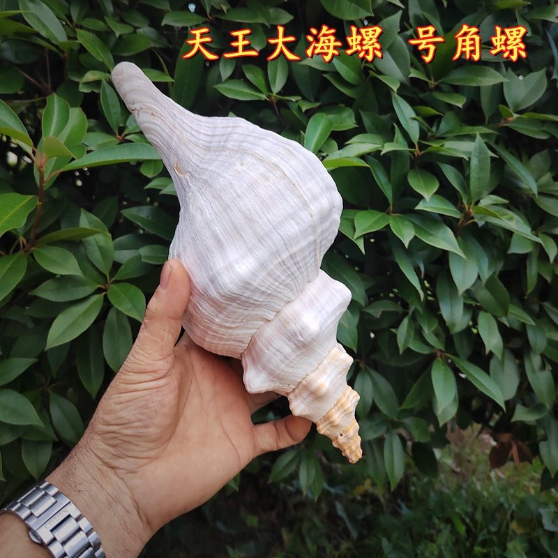 大法螺-大法螺促销价格、大法螺品牌- 淘宝