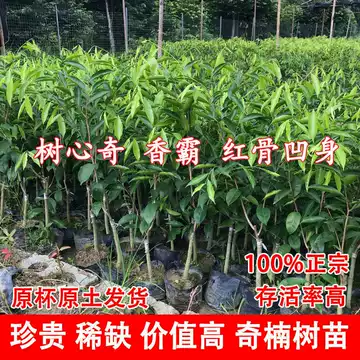 銘「黄鶴」 伽羅 聞香 香木 沈香 香道 奇南 伽南 沉香