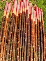 Gyro private-program Wood jiang long mu bian gan wu shu gun good elasticity Mu Guiying Taihang Mountain specialty