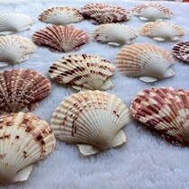 Natural shell conch Peacock scallop creative gift platform fish tank decoration handmade ornaments landscape wall stickers DIY