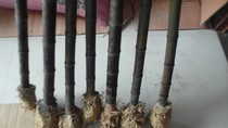 Bamboo Flute material