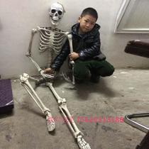 Haunted house secret house props personality decoration simulation large human body 170cm large skeleton model skull skeleton