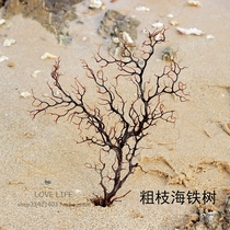 Natural sea Liu sea Iron Tree sea grass coral branch fish tank landscape home wall stickers decorative frame DIY props