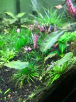 Peachy leaf pepper grass very special pepper underwater breeding