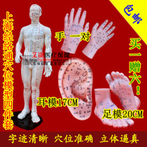 Shanghai Meridian Tong human acupuncture point model four-piece set acupuncture massage model eardrum hand mold foot model gift picture