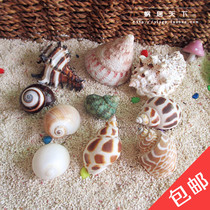 (10 specials-dwelling in the world) 2-5cm hermit crab replacement shell special natural shell conch