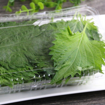 Perilla leaves to remove the smell of fish to make seafood Japanese sashimi to remove the smell