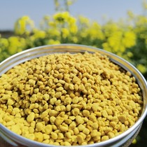 New rape bee pollen pure natural edible woman can break the wall bee pollen beekeeping 500g