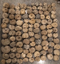 Natural ammonites wholesale original Nigerian snail fossils paleontological fossils fish specimens fossils