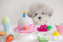 Export Korea super cute pet cat dog Net Red birthday cake hat plush toy candle