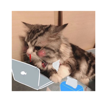 Meow color place health care room shower gel