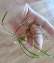 Mini pepper grass Small mini pepper grass foreground pepper grass