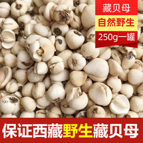 Authentic Tibetan wild Tibetan Fritillaria non-Sichuan Fritillaria Fritillaria plain Fritillaria 250 grams of Chinese herbal medicine Fritillaria can be beaten powder